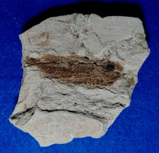 PESCE FOSSILE CLUPEA SP