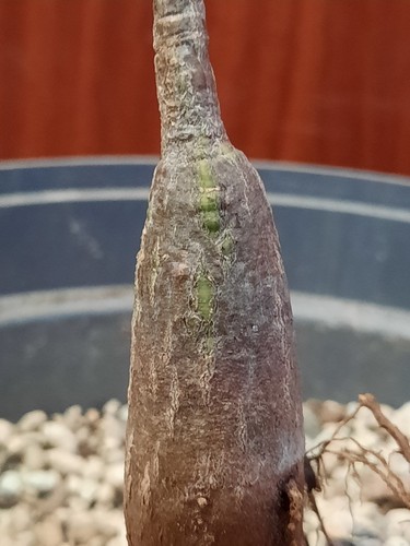 Bombax ellipticum fantastico
