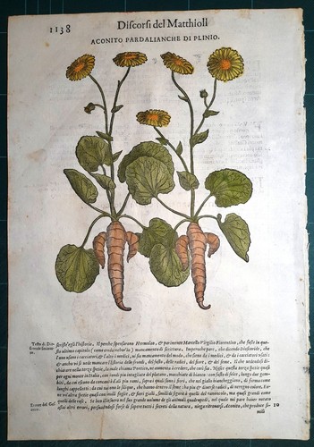 Stampa antica mattioli - stampa,
