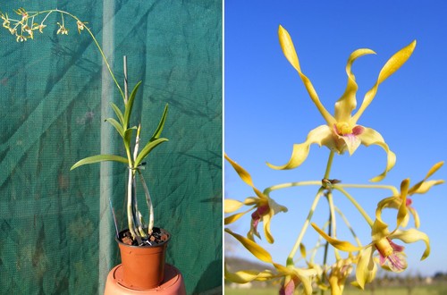 Dendrobium shower - dendrobium,