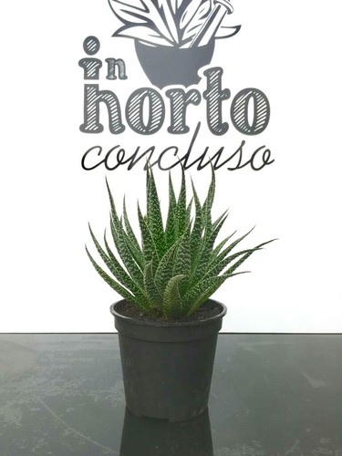 Aloe aristata coltivazione - aristata,