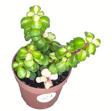 Portulaca Afra mediopicta