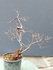 Bonsai Olmo Campestre In Vaso