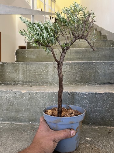 Bonsai rosmarino prostrato - bonsai, ,prostrato
