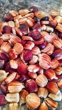 50 semi di mais maculato