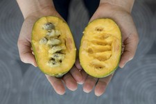Pawpaw asimina triloba, piante