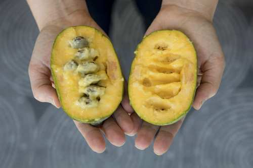 Pawpaw asimina triloba piante - pawpaw, triloba,