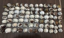 85 gusci di lumaca mela