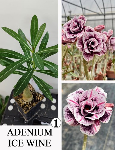Adenium ice wine rosa di - adenium, n1