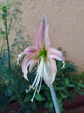 Hippeastrum AP6 X MHn2 -  10