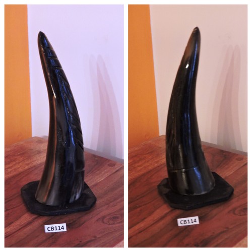 Corno bue africano originale - corno,