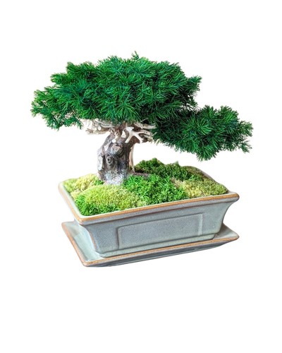 Bonsai decorazione tavolo - bonsai,