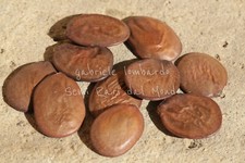 ALBERO DELLE ORCHIDEE ROSA A