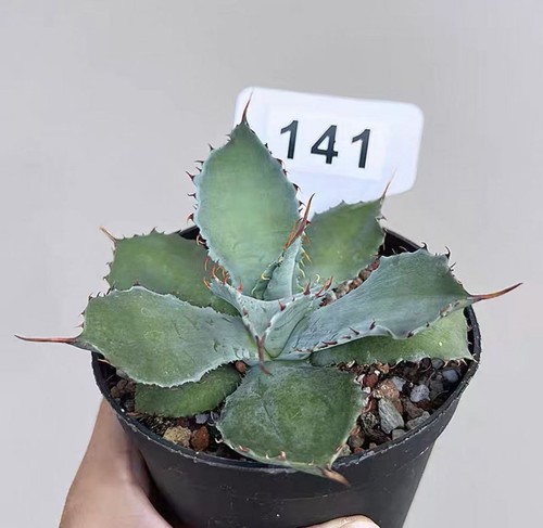 1pz vaso 10cm nuovo arrivo - 10cm,