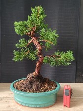 bonsai ginepro chinesis 38 cm
