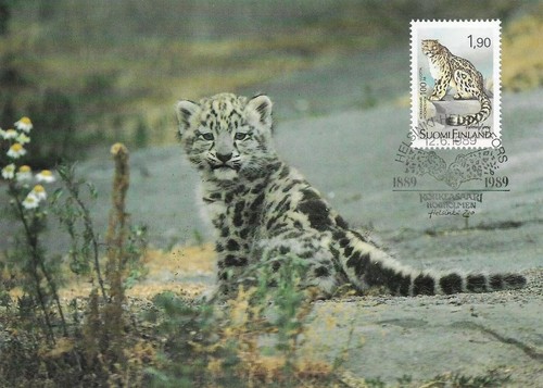 Snow leopard cub - leopard, finland