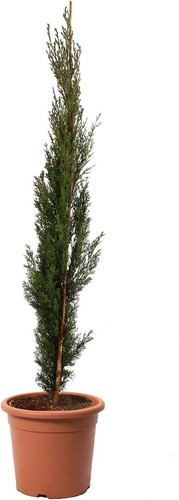 Cupressus sempervirens totem - cupressus,