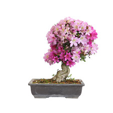 Kentis bonsai di azalea - -,