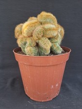 Notocactus leninghausii f