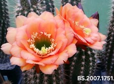 ×xTrichocereus ibrido ×x