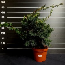 PRE Bonsai Ginepro kishu - n 2