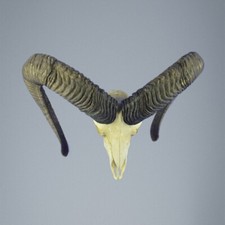 653MU Trofeo di caccia di