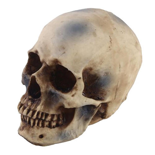 Realistico replica teschio