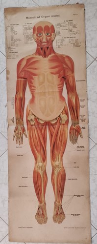 Grandi tavole anatomiche - grandi,