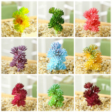 Mini Pianta Succulente
