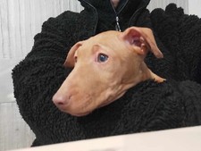 Cuccioli di Cirneco dell'Etna