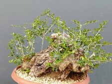 Bonsai Olivastro 30x30m In