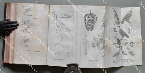 Storia naturale milne - storia,