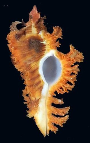 Murex huttoniae very rare