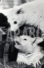 Foto Vintage Animali Regno Unito Opossum dalla coda a spazzola 1988