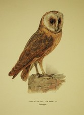 BARBAGIANNI BARN OWL -