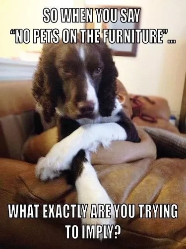 Springer spaniel magnete - spaniel,