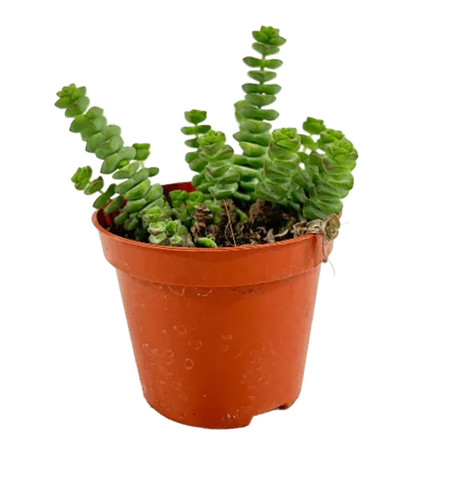 Crassula marnieriana - crassula,