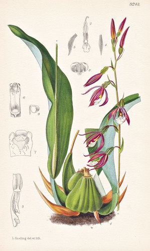 Epidendrum campylostalix - epidendrum,