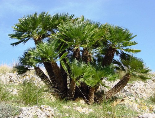 Chamaerops humilis palma - chamaerops,