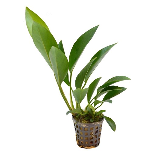 Anubias congensis - anubias,