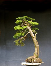 Bonsai di Abete resistente