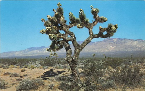 Cartolina albero di - cartolina, ca: