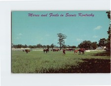 Cartolina Mares e puledri