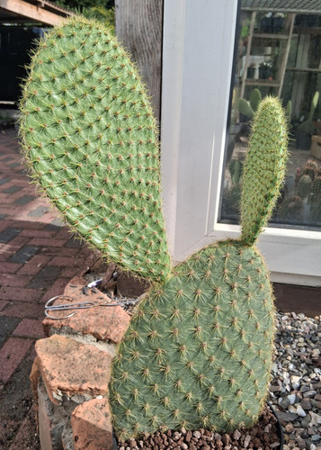 Proprio questo opuntia sheeri - questo:,