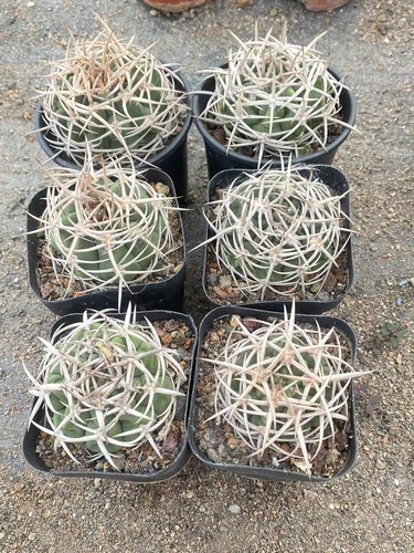 Gymnocalycium castellanosii