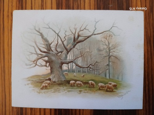 Gregge pecore sotto albero - pecore,