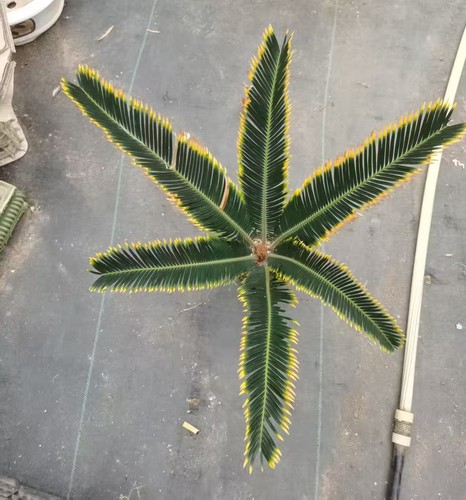 Cycas revoluta aurea wysiwyg - revoluta, "aurea"