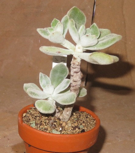Echeveria pulvinata frosty - pulvinata, cv