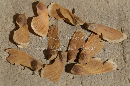Acer palmatum dissectum - acer,