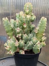 Pianta euphorbia resinifera - euphorbia,